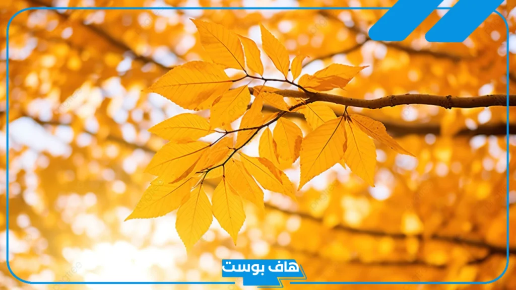 تفسير حلم رؤية ورق الشجر في المنام الأخضر والأصفر للمرأة لابن سيرين