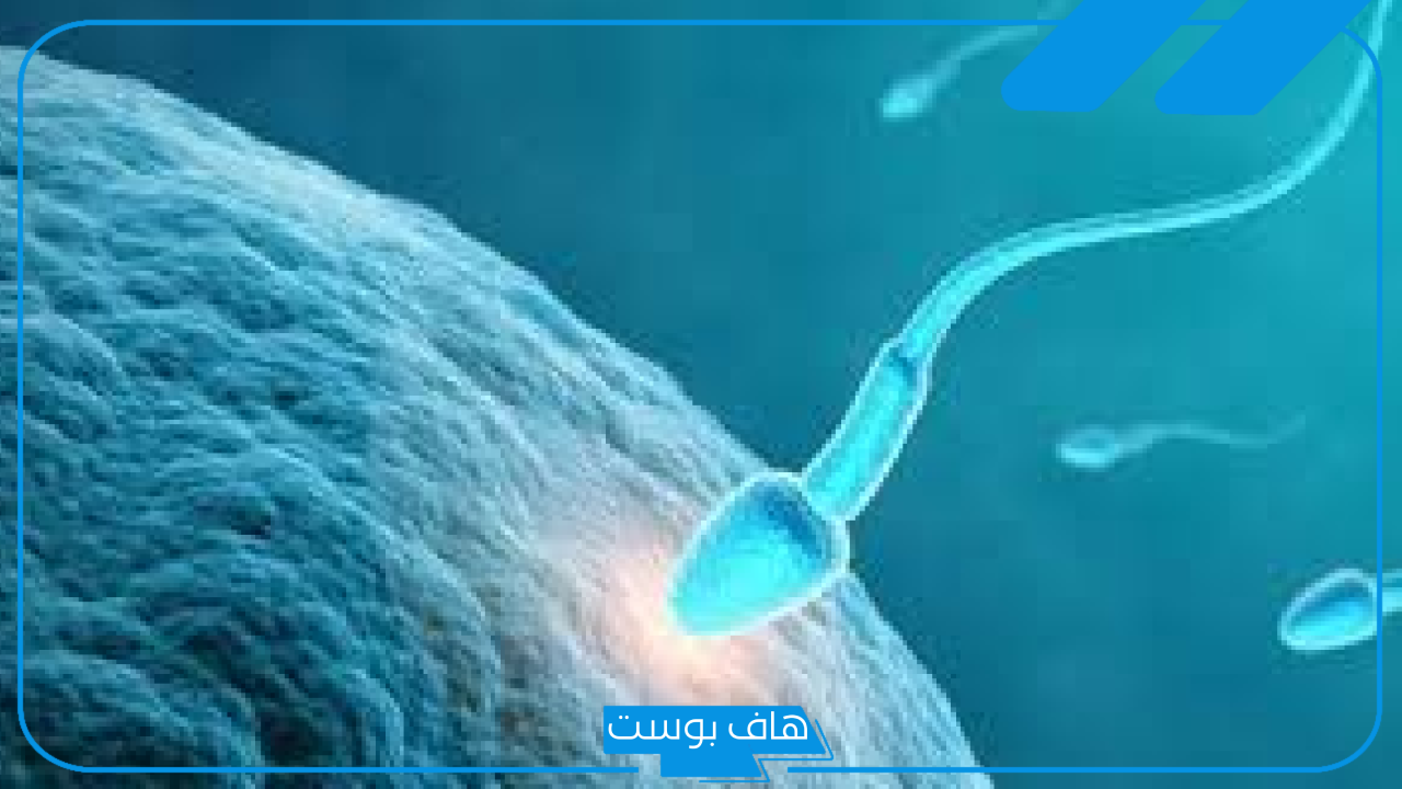 تجربتي مع تشوه الحيوانات المنوية وطرق العلاج.. زوجي عنده تشوهات 99 وحملت