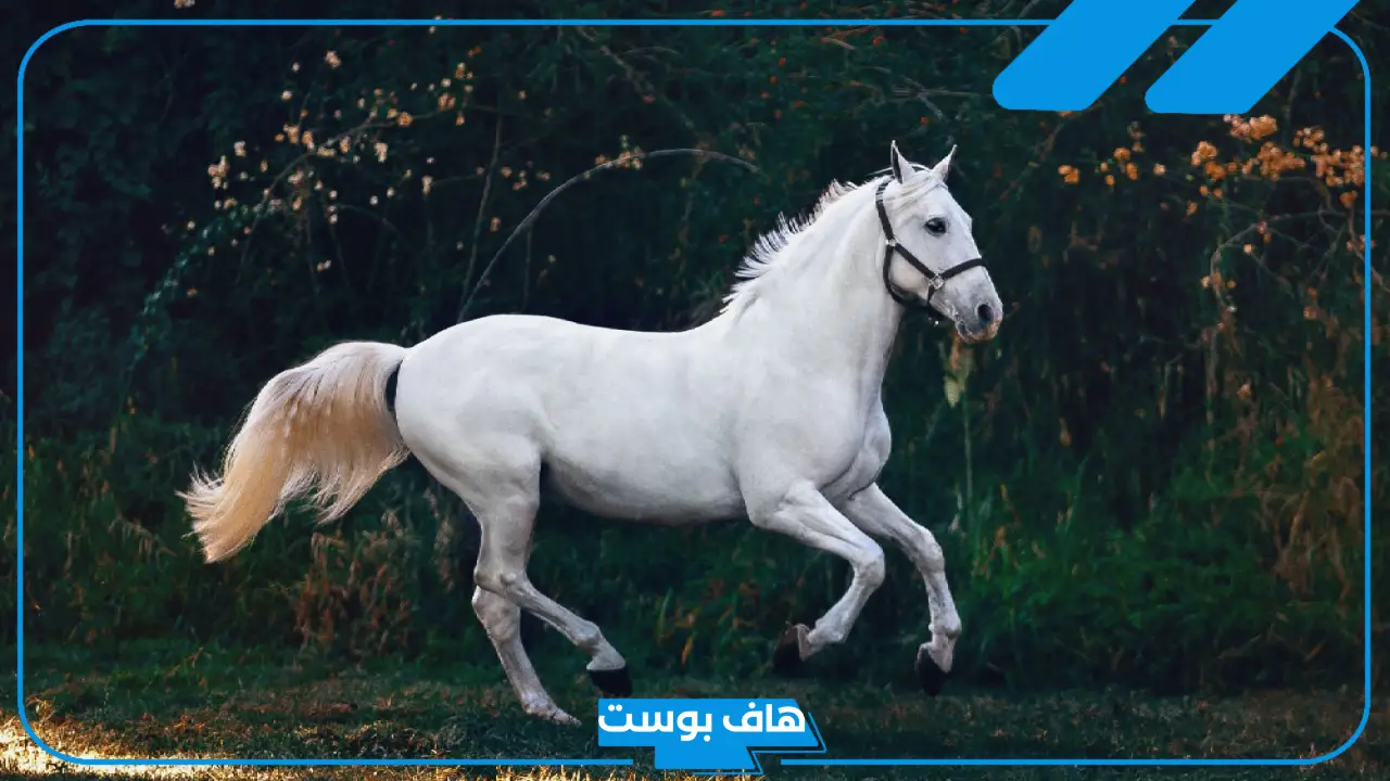 تفسير حلم الخيل في المنام ورمزه لابن سيرين والنابلسي للرجل المتزوج