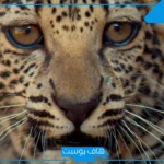 معلومات عامة عن حياة زوجة النمر، حقائق عن أنثى النمر وصفاتها الأبرز