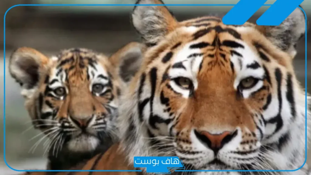 معلومات عامة عن حياة زوجة النمر، حقائق عن أنثى النمر وصفاتها الأبرز