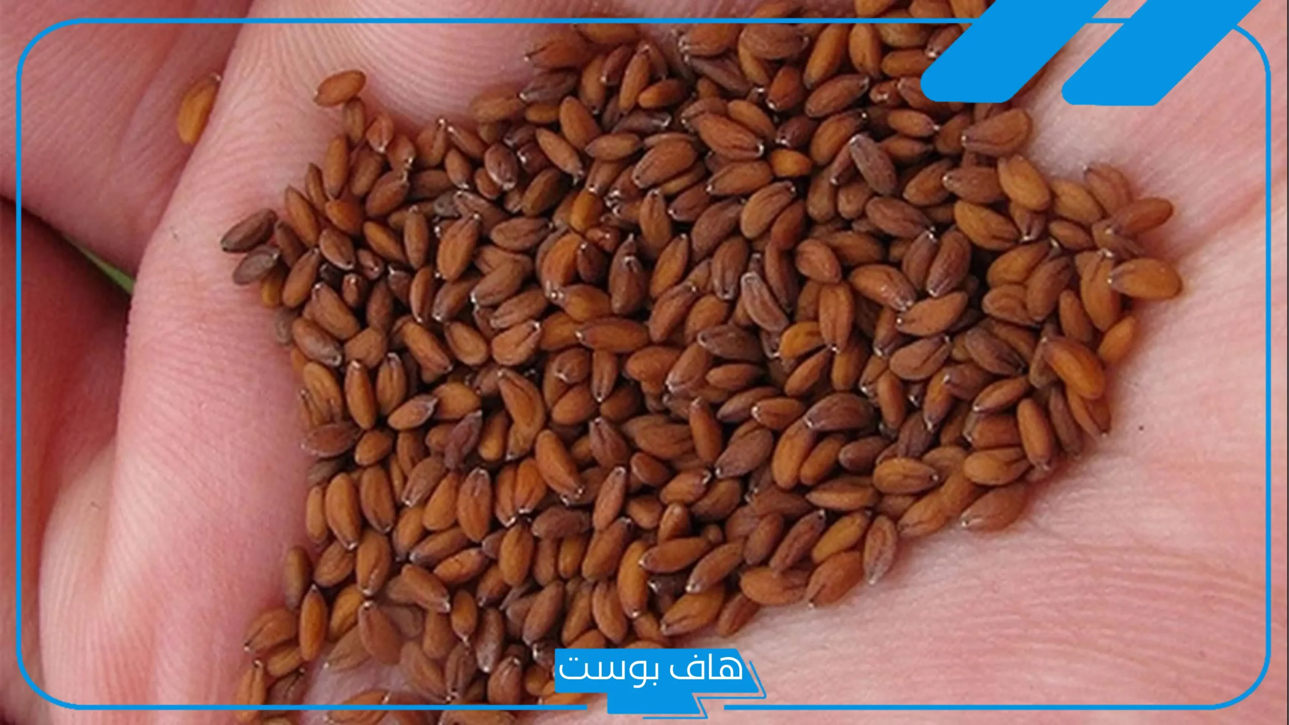 تجربتي مع حب الرشاد للعظام والغضاريف.. كيف يستخدم حب الرشاد؟