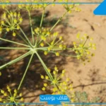 تجربتي مع عشبة الحزا لعلاج آلام الرحم واضطرابات الدورة الشهرية