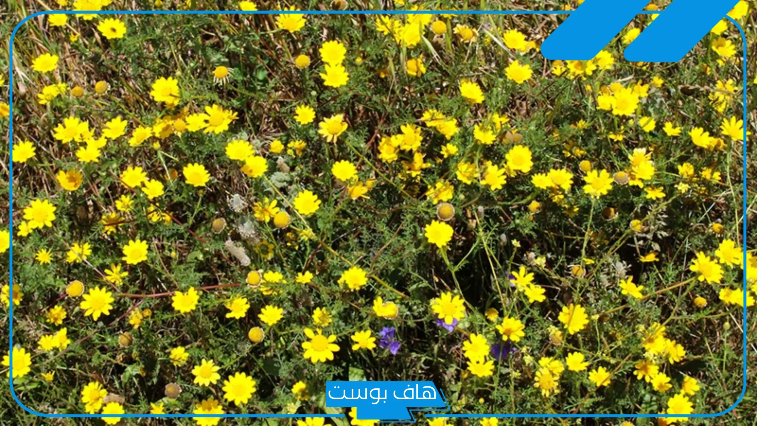 تجربتي مع عشبة الحزا لعلاج آلام الرحم واضطرابات الدورة الشهرية