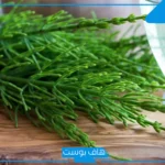 تجربتي مع عشبة ذيل الحصان وفوائدها للعناية بالشعر والتخسيس