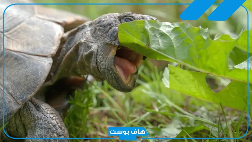 كم عدد أسنان السلحفاة؟ هل عضة السلحفاة خطيرة؟
