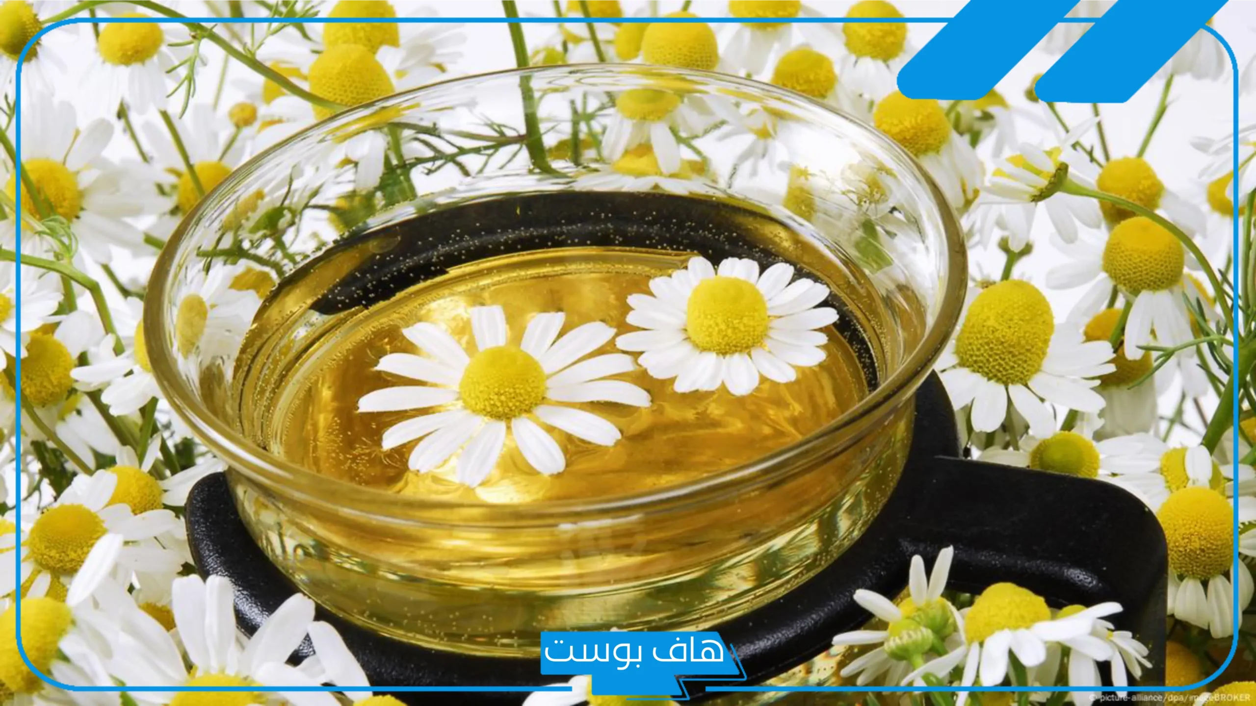 تجربتي مع شرب البابونج يوميا.. فوائد شرب البابونج قبل النوم