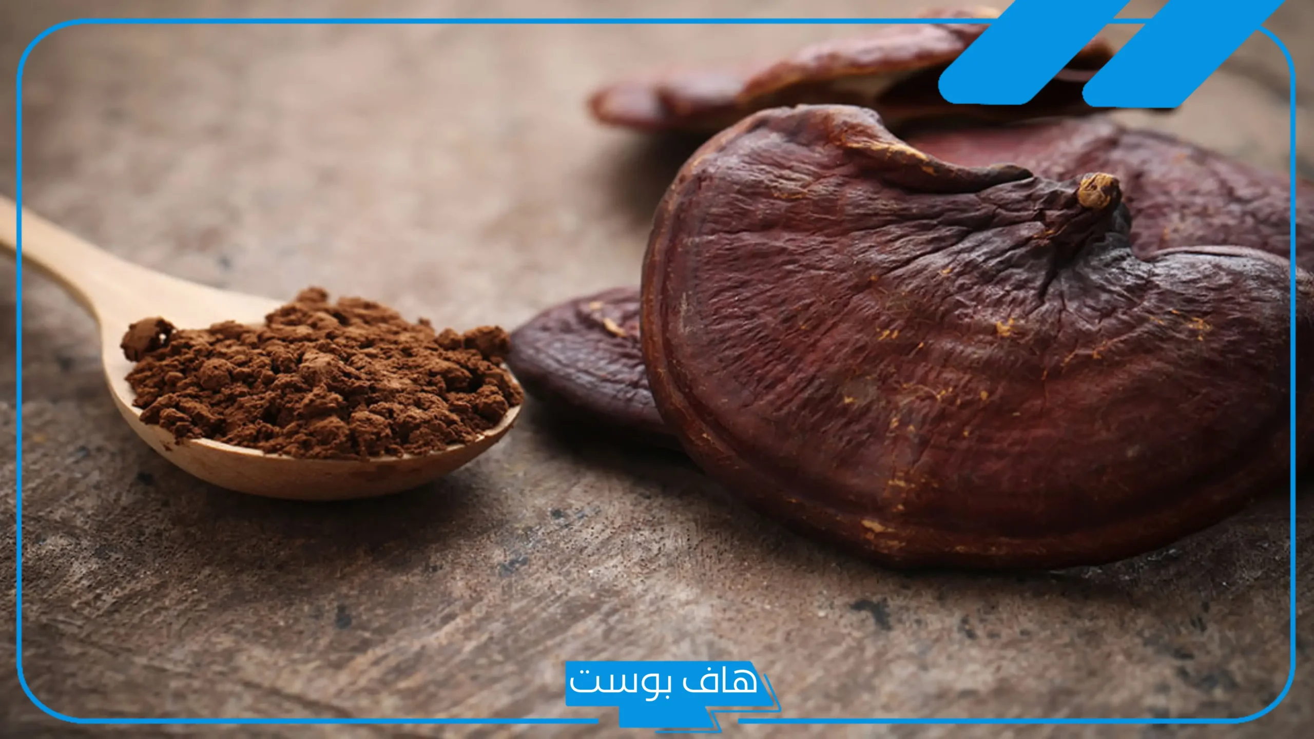 تجربتي مع فطر الريشي.. طريقة استخدام كبسولات الفطر الريشي