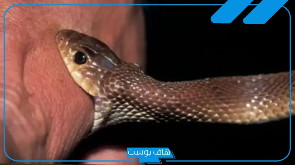 تفسير حلم لدغة الثعبان في القدم للرجل والمرأة المتزوجة في المنام لابن سيرين