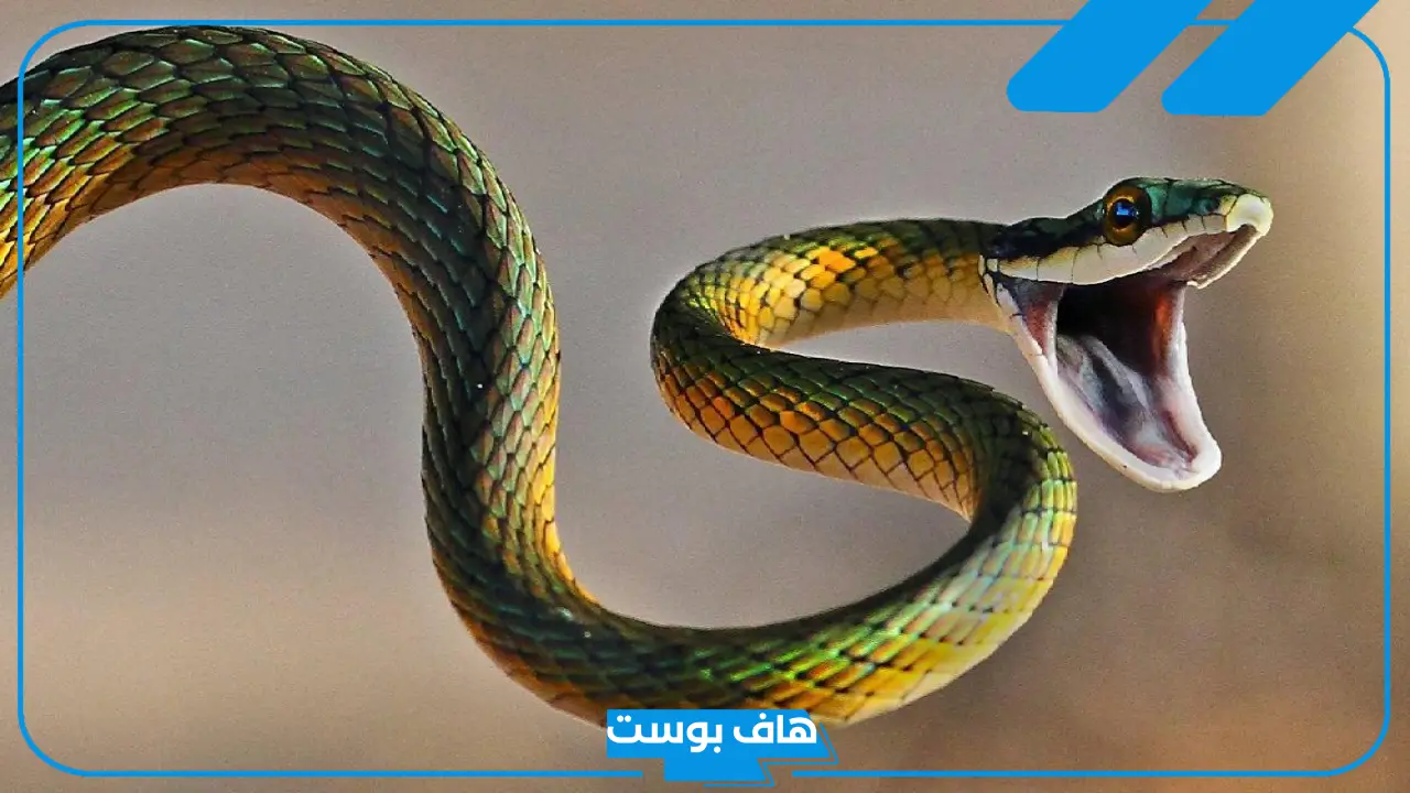 تفسير حلم الثعبان الكبير في البيت للمرأة العزباء والمتزوجة والرجل لابن سيرين