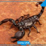 تفسير حلم العقارب الكثيره في المنام لابن سيرين وكبار المفسرين