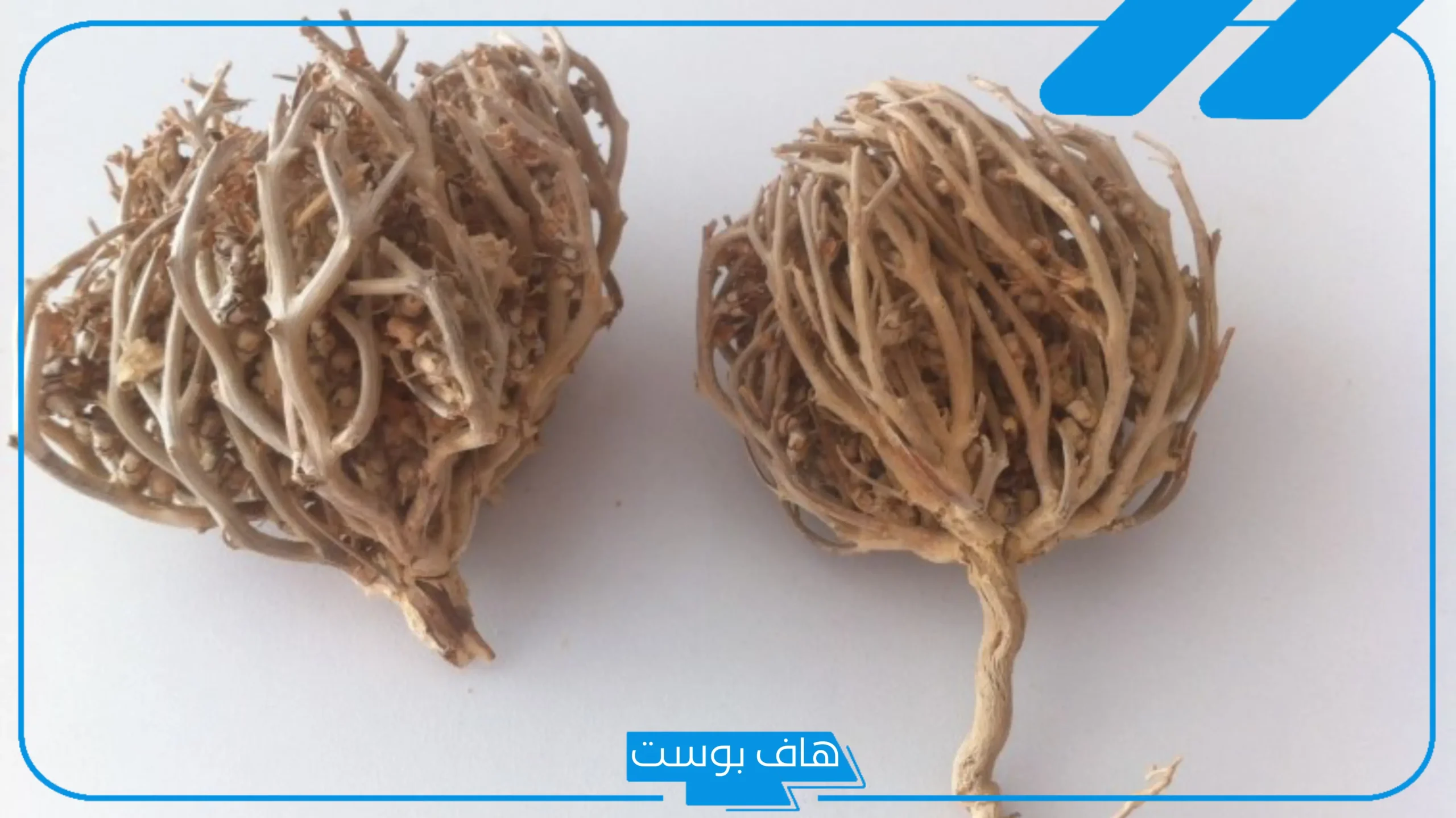 تجربتي مع عشبة المدينة لتنظيف الرحم كاملة جابر القحطاني
