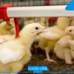 تجربتي في مشروع الدواجن كاملة، أرباح مشروع الدواجن