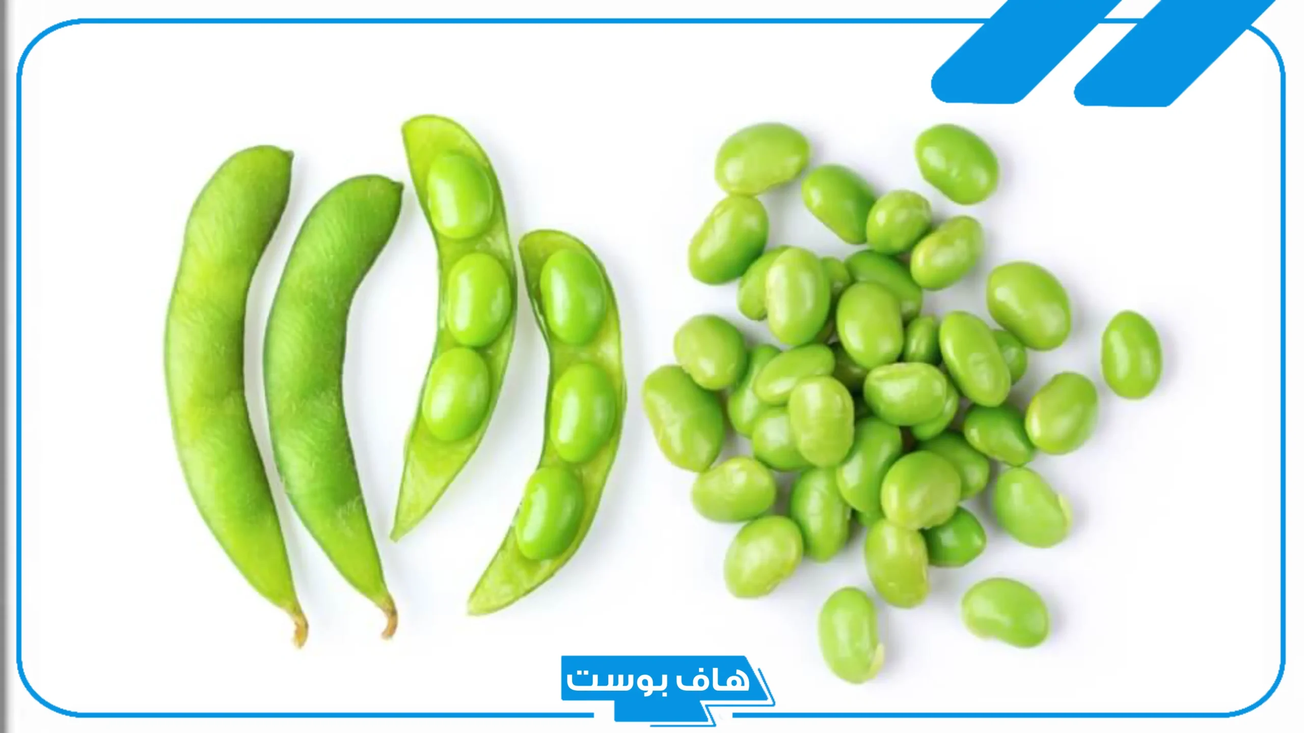 تفسير حلم الفول الاخضر في المنام للرجل لابن سيرين