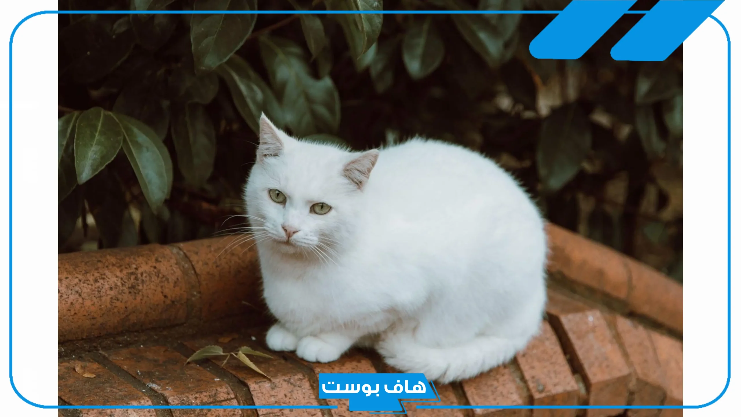 تفسير حلم القطة البيضاء في المنام لابن سيرين للمتزوجة والعزباء