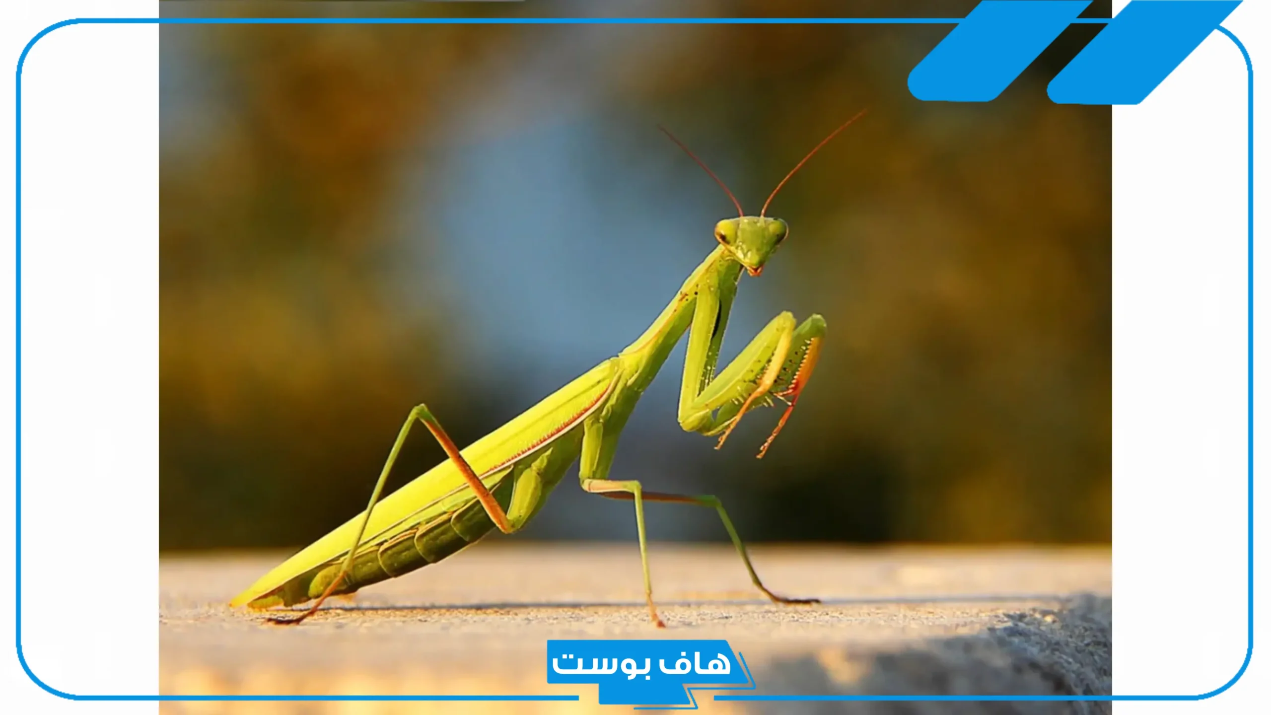 تفسير حلم رؤية فرس النبي في المنام للعزباء والمتزوجة لابن سيرين