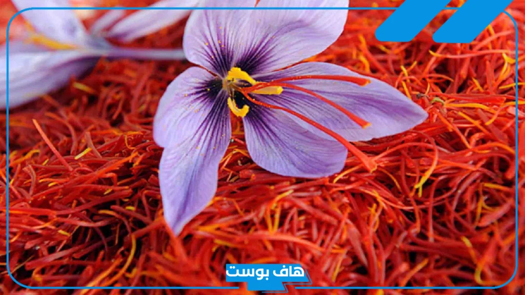 اسم نبات بحرف الزاي ز، نبات يبدأ بحرف الزاي من أربع وخمس حروف