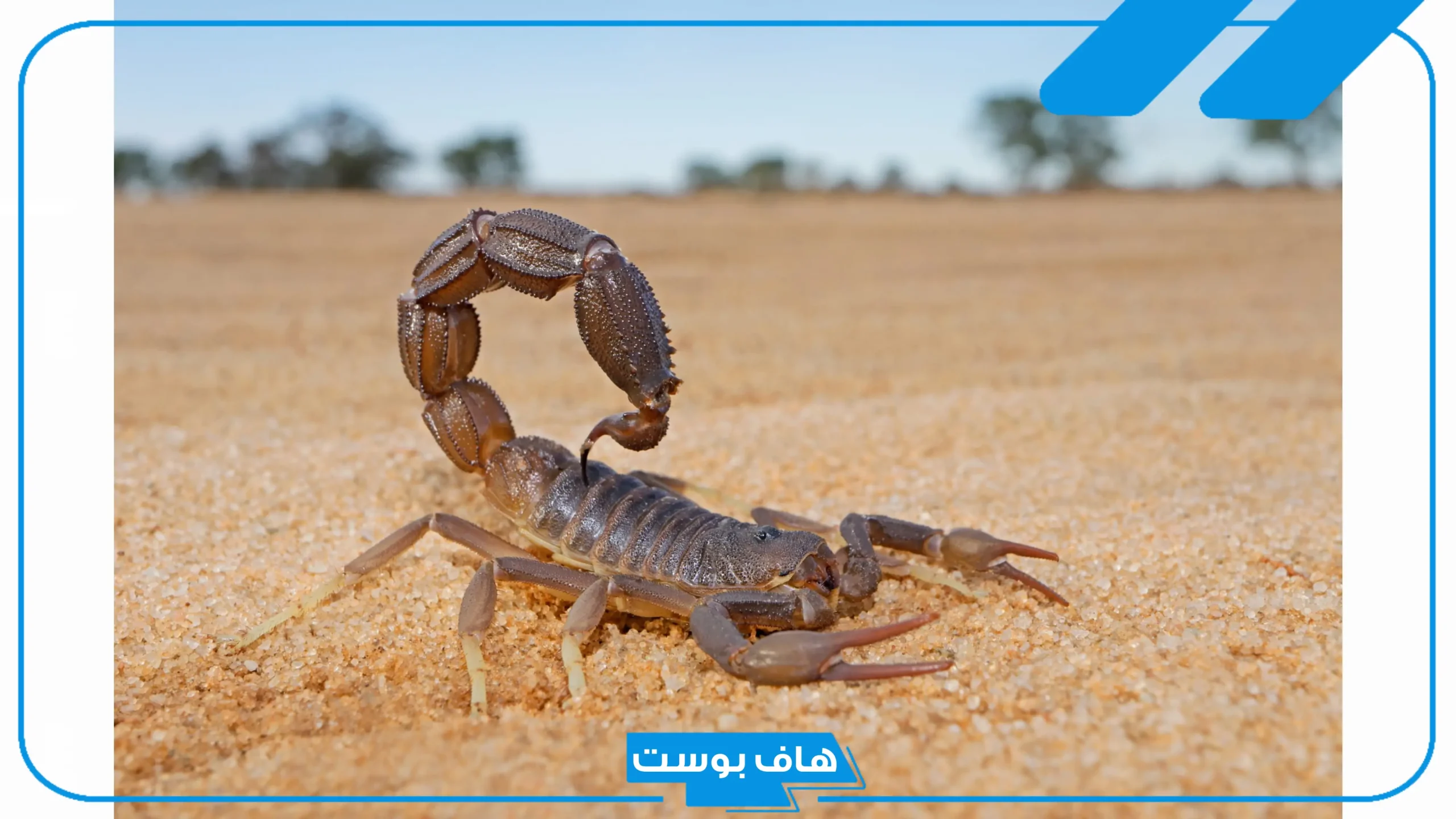 تفسير حلم العقارب الكثيره في المنام لابن سيرين وكبار المفسرين