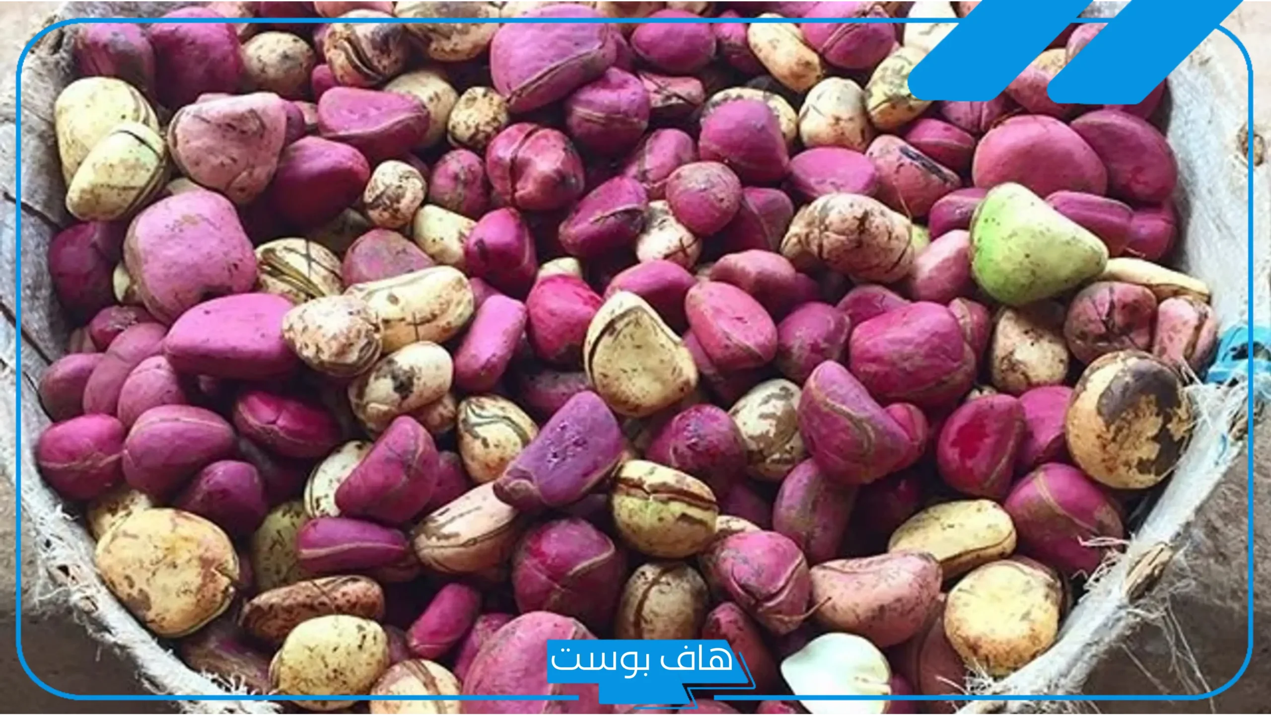 تجربتي مع القورو كاملة.. طريقة استعمال القورو وفوائده للعضو الذكري