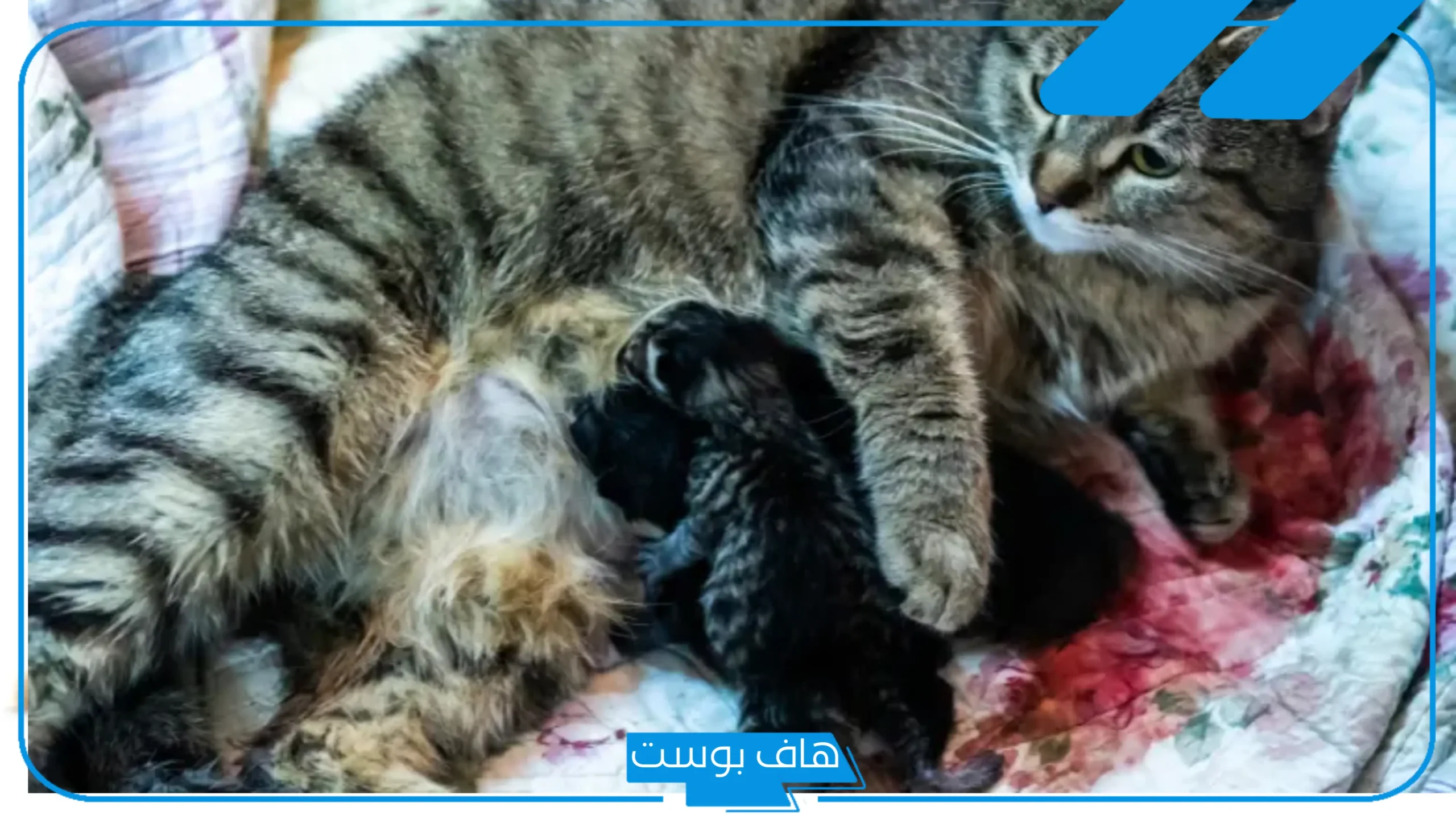 تفسير حلم رؤية ولادة القطة في المنام للرجل والمرأة في البيت لابن سيرين