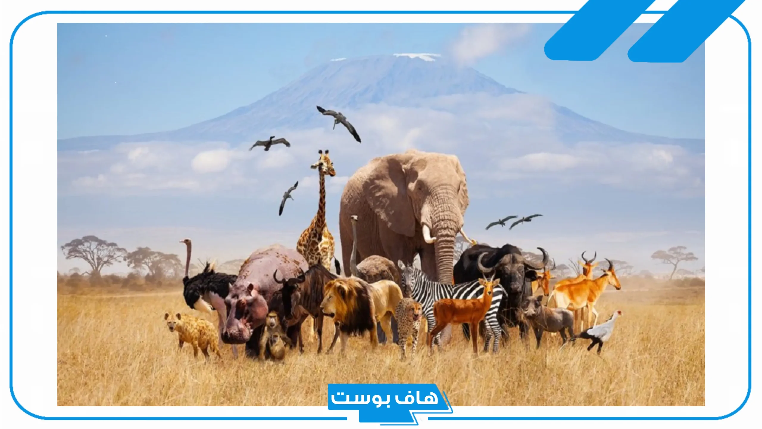 اسم حيوان بحرف ع العين من ثلاث حروف.. أسماء حيوانات مشهورة بحرف ع