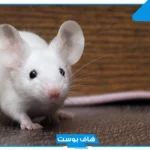 اسم حيوان بحرف ف من خمس وست حروف، حيوانات بحرف فاء