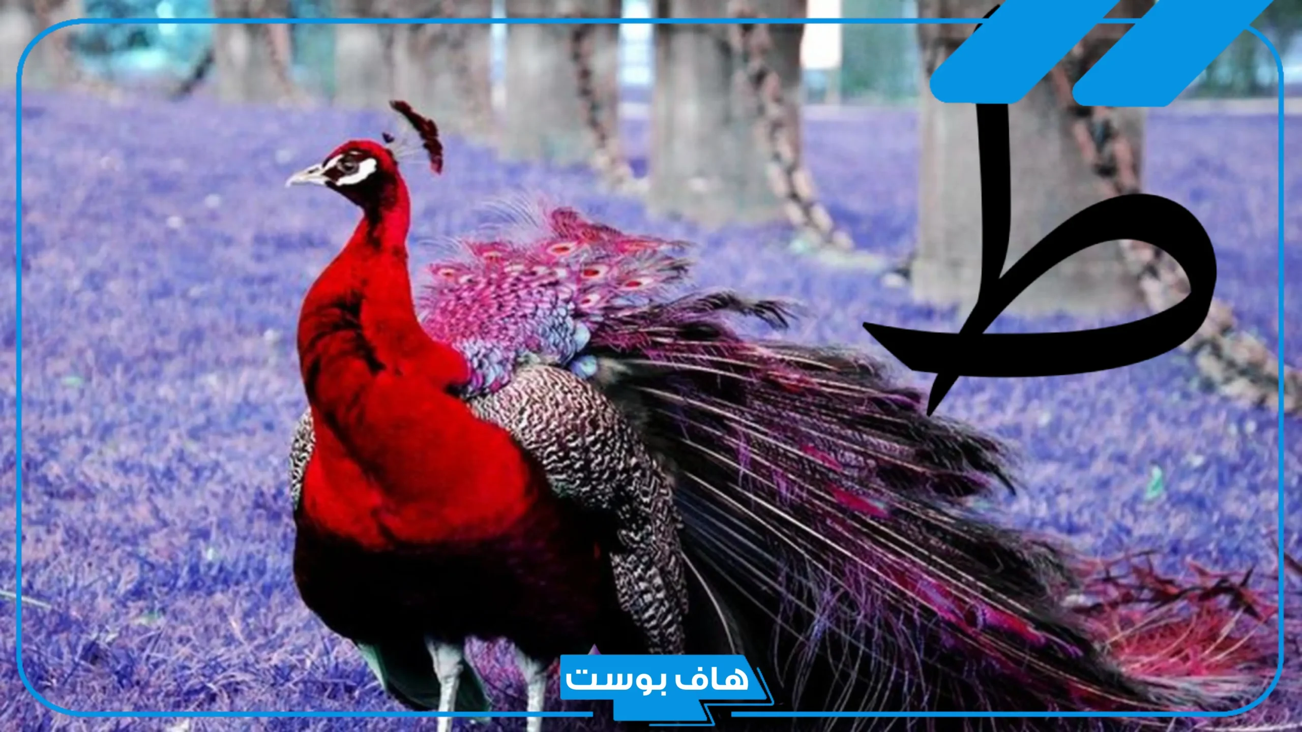 اسم حيوان بحرف ط من حرفين، أسماء حيوانات تبدأ بحرف الطاء