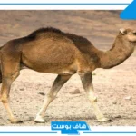 اسم حيوان بحرف ج من خمسة حروف.. حيوانات تبدأ بحرف الجيم