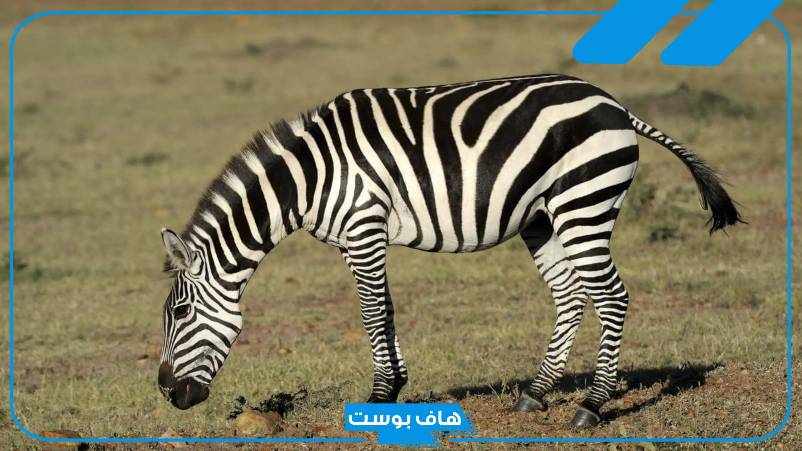 أسماء حيوان بحرف ز الزاي، حيوانات تبدأ بحرف ز من خمس حروف