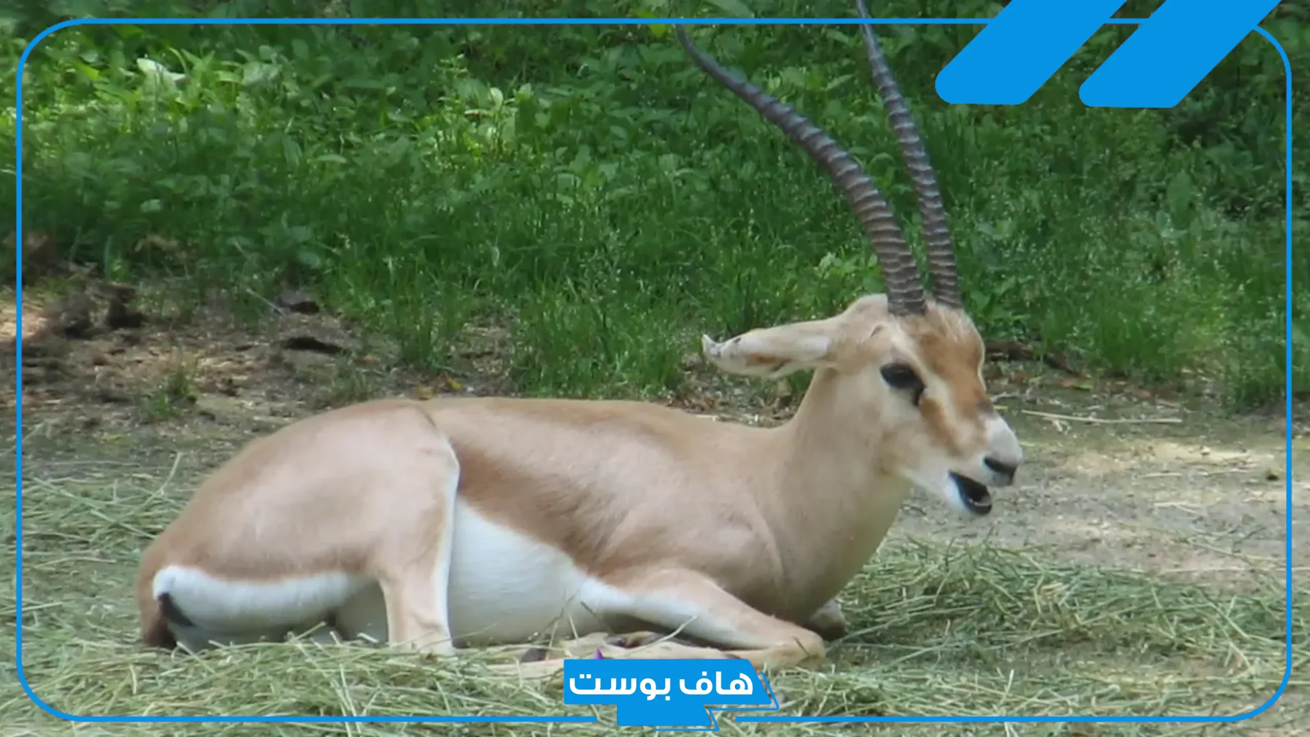 أسماء حيوان بحرف ظ مشهورة، حيوانات من الغابة تبدأ بحرف الظاء