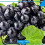 تفسير حلم العنب في المنام لابن سيرين للعزباء والمتزوجة
