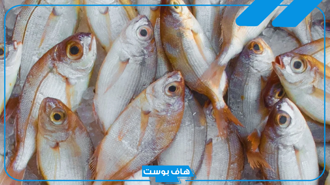 تفسير حلم رؤية السمك في المنام لابن سيرين والنابلسي خارج الماء للمتزوجين