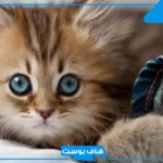 اسم حيوان بحرف الهاء من خمس حروف.. حيوانات بحرف هـ معروفة