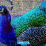 اسم حيوان بحرف ط من حرفين، أسماء حيوانات تبدأ بحرف الطاء