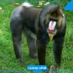 اسم حيوان بحرف م من خمس حروف.. أسماء حيوانات تبدأ بحرف الميم