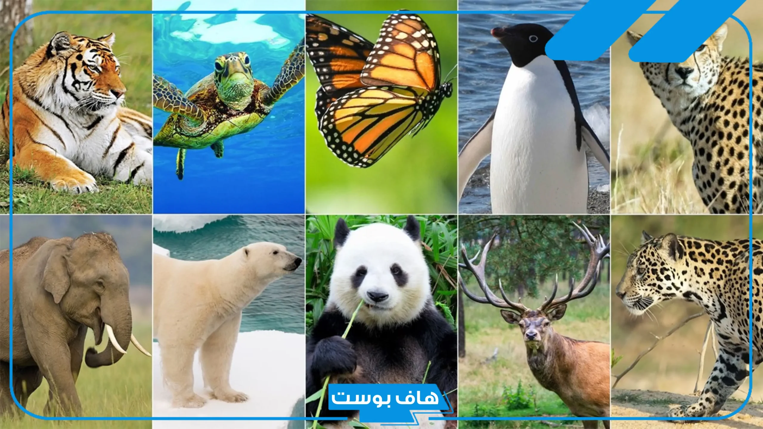 اسم حيوان بحرف ف من خمس وست حروف، حيوانات بحرف فاء