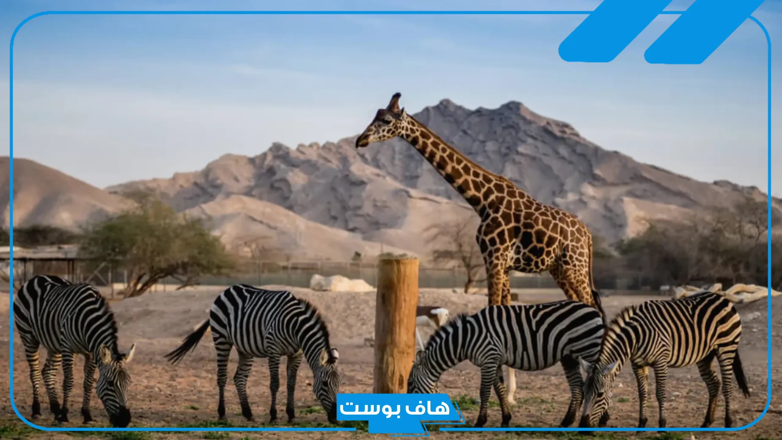 اسم حيوان بحرف ك الكاف من ثلاث وخمس حروف