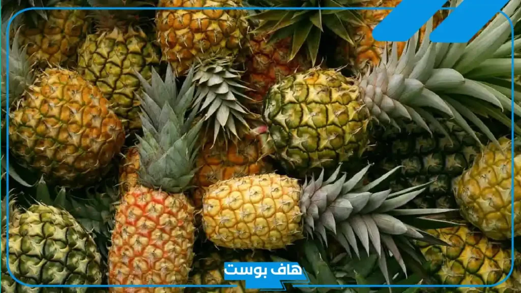 اسم نبات بحرف أ معروف.. أسماء نباتات تبدأ بحرف الألف