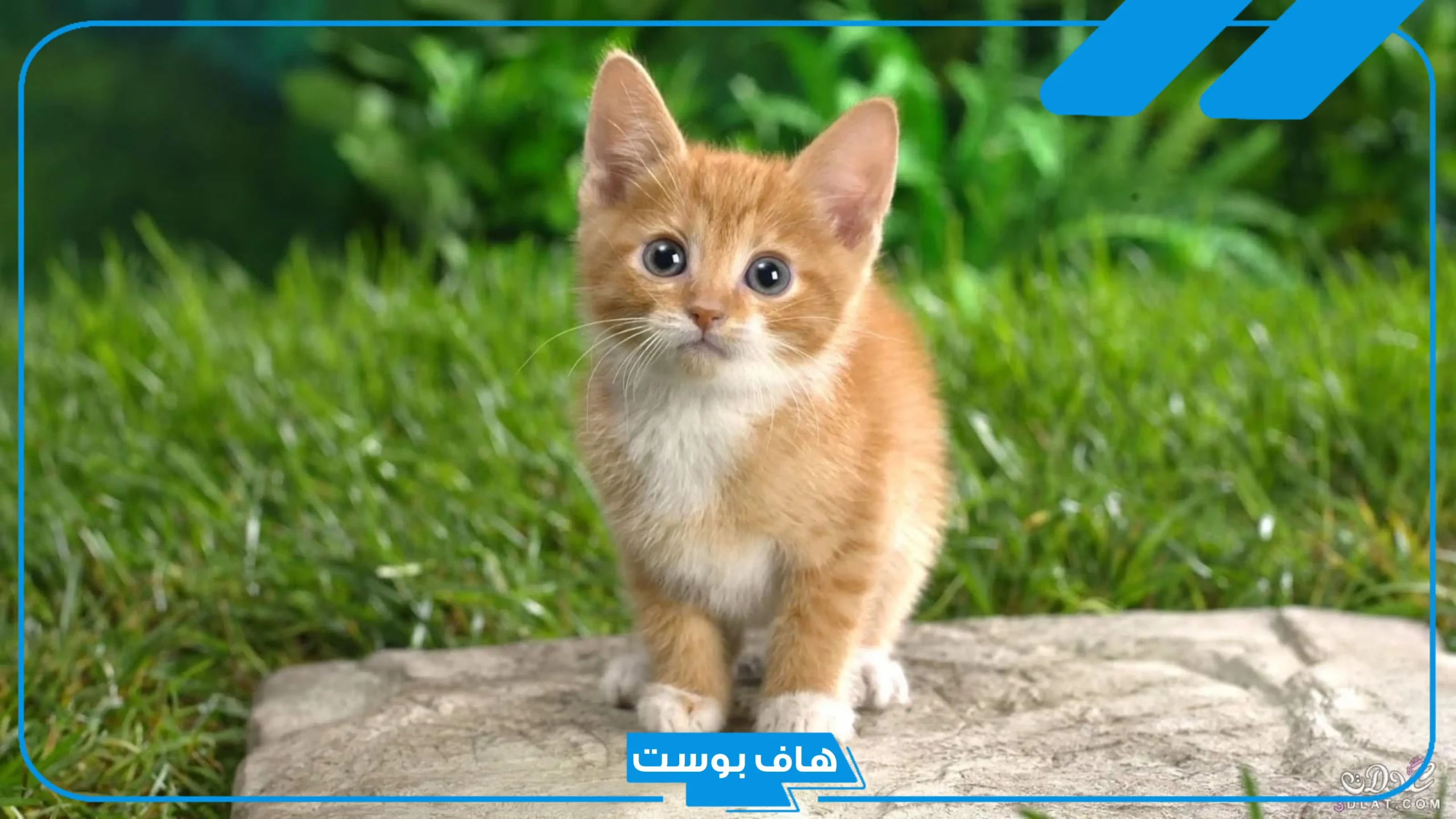 اسم حيوان بحرف ق من خمس حروف.. أسماء حيوانات تبدأ بحرف القاف