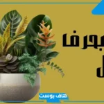 أسماء نبات بحرف اللام ل، اسم نبات يبدأ بحرف اللام زينة