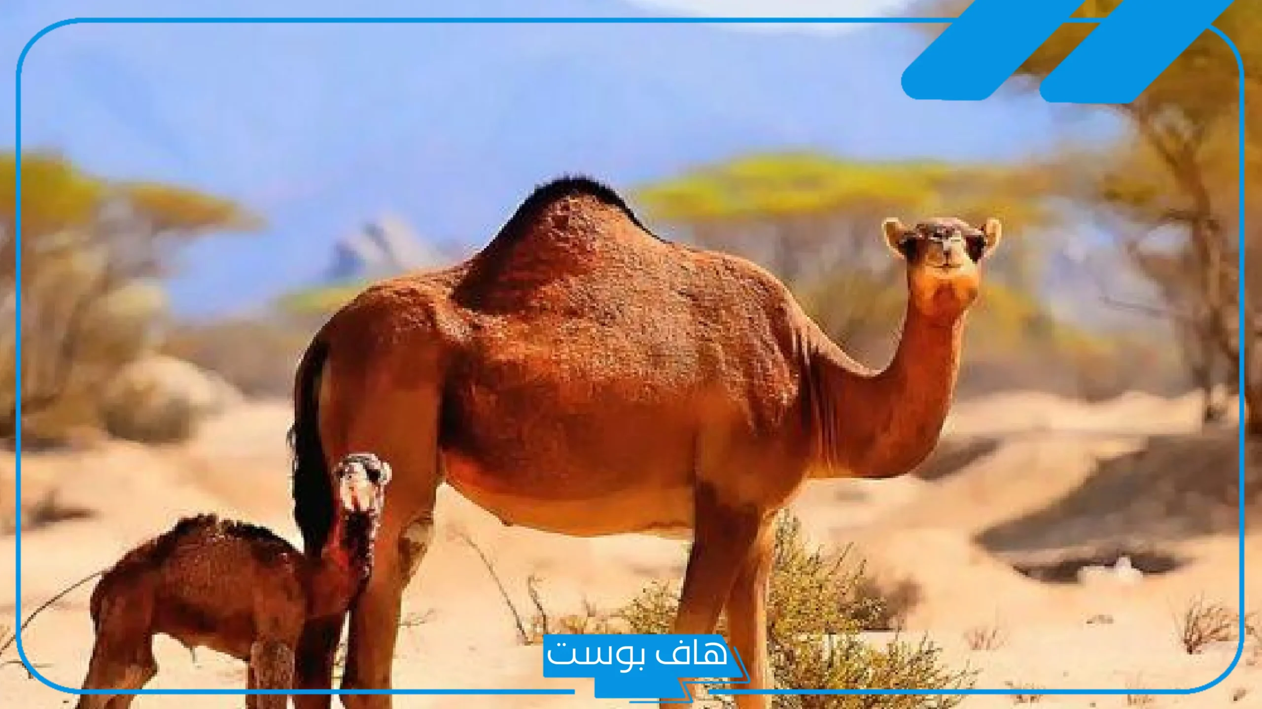 البارقي وش يرجع الأصل؟ أبرز شخصيات عائلة البارقي