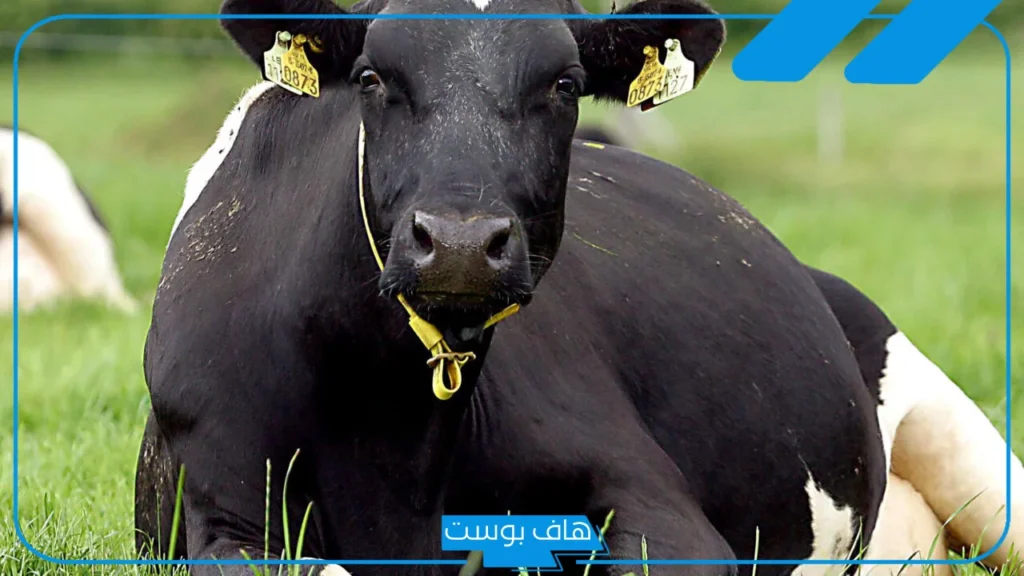 تفسير رؤية البقرة في المنام للرجل والمرأة العزباء لابن سيرين