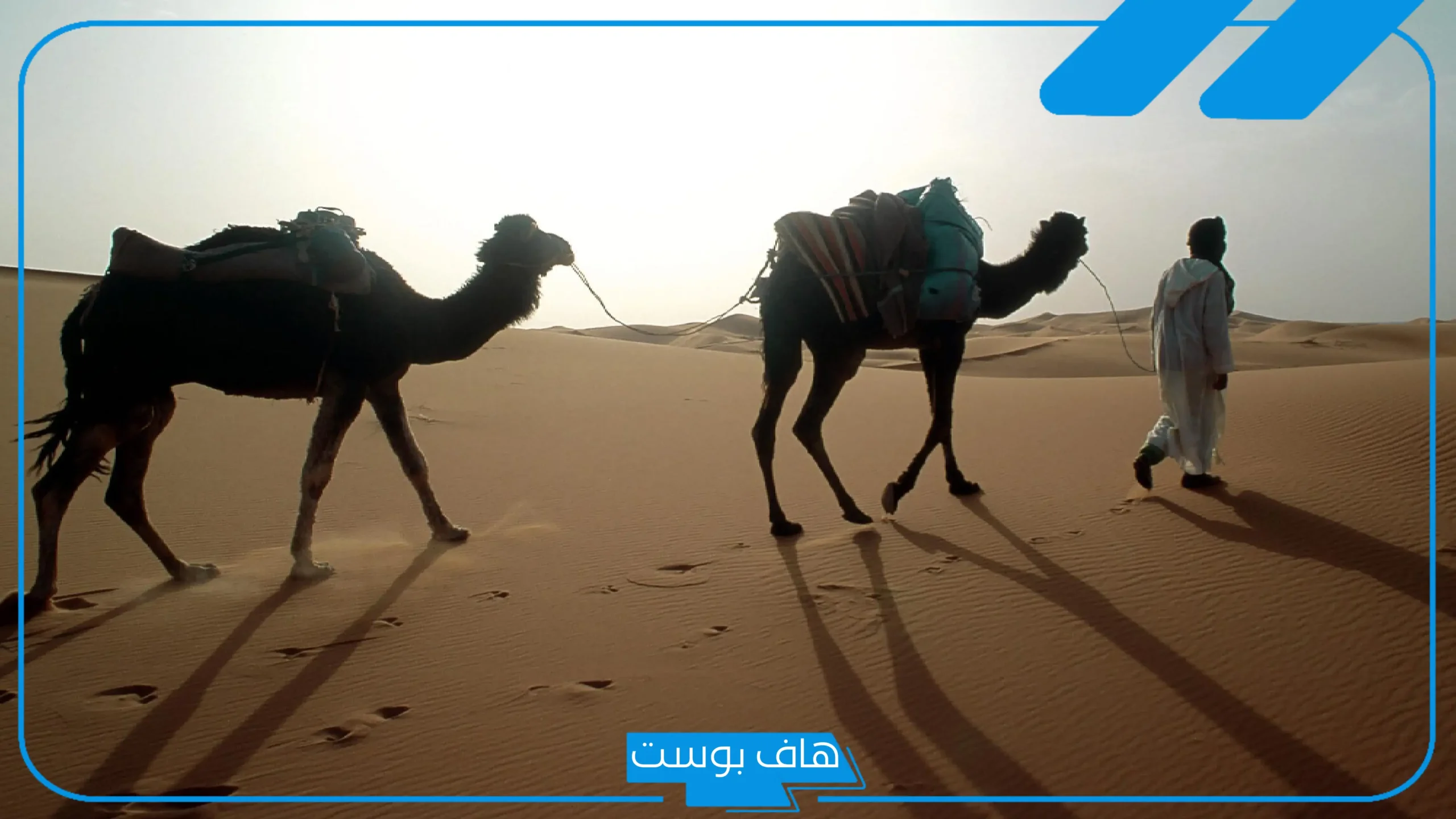 أصل الثبيتي وش يرجع؟ قبيلة الثبيتي من وين