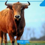 تفسير حلم الثور في المنام والهروب منه لابن سيرين للمتزوجة والعزباء والمسحور