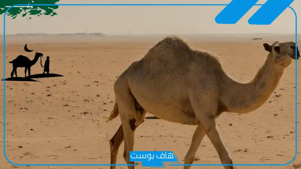 نسب قبيلة الجابري وش يرجع؟ أين تعيش قبيلة الجابري