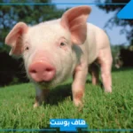 تفسير حلم الخنزير في المنام للحامل والأرملة والمتزوجة والهروب منه
