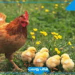 تفسير رؤية الدجاج الملون النيء في المنام للمراة لابن سيرين