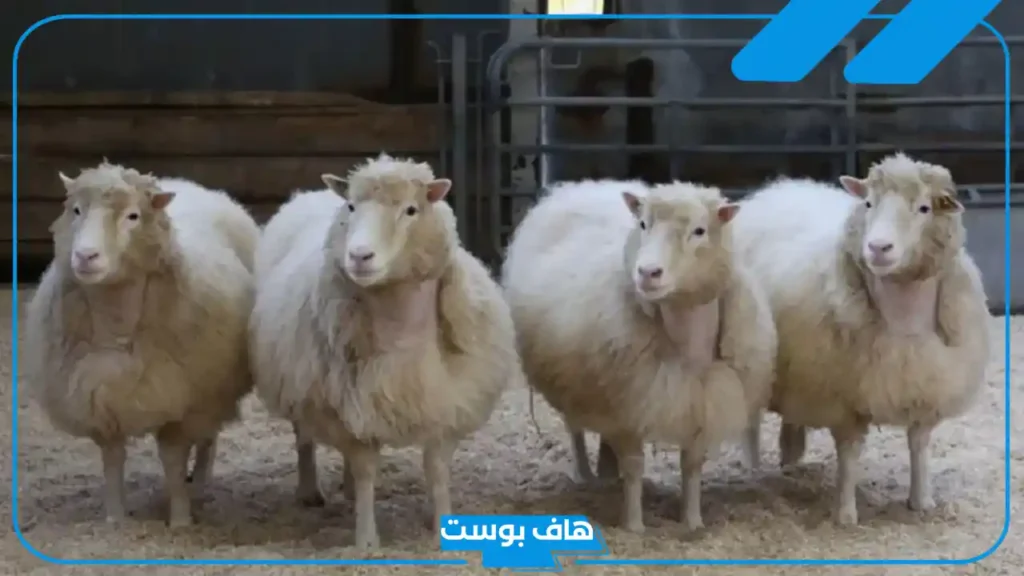 تفسير رؤية النعجة في المنام لابن سيرين وكبار المفسرين للرجل والمرأة