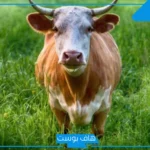 تفسير حلم الهروب من الثور في المنام للمرأة المتزوجة لابن سيرين
