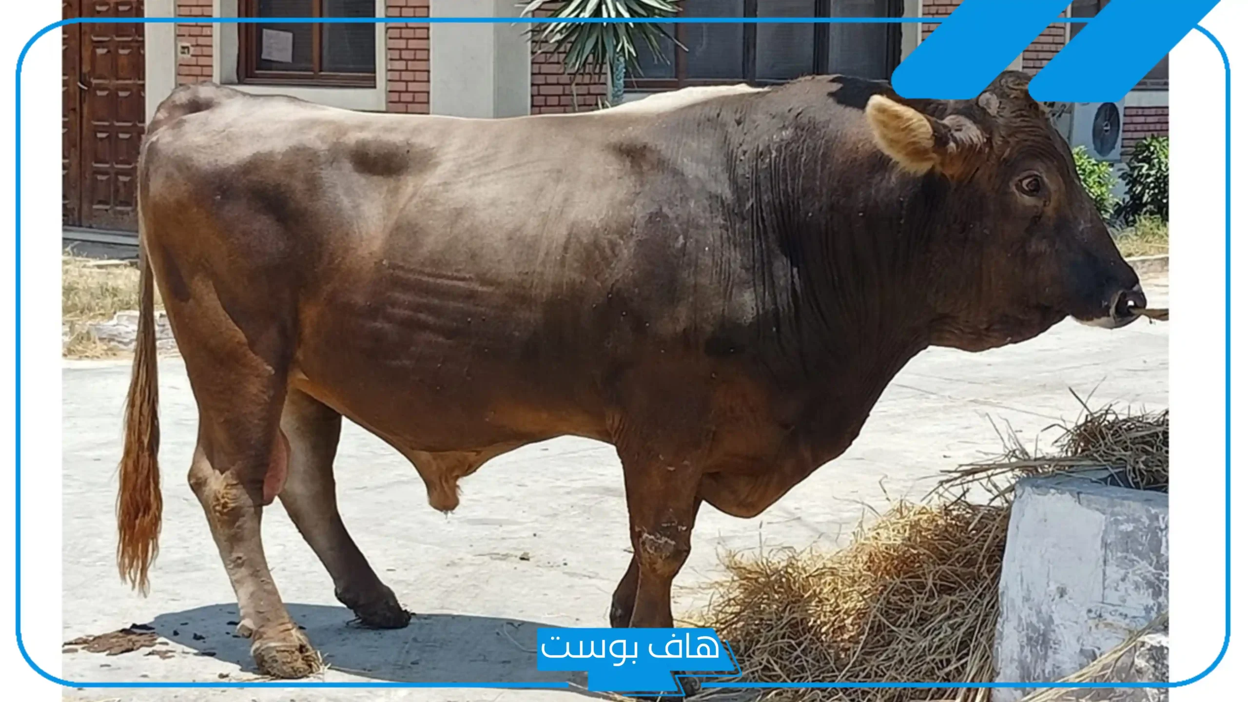 تفسير حلم الهروب من الثور في المنام للمرأة المتزوجة لابن سيرين
